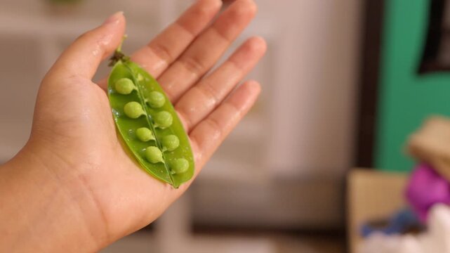Fresh green peas in an open pod being sprayed with water