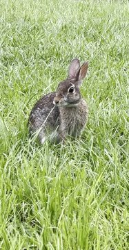 Rabbit Standing in Grass Cleaning Fur
