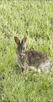Wild Rabbit Sitting in Green Grass