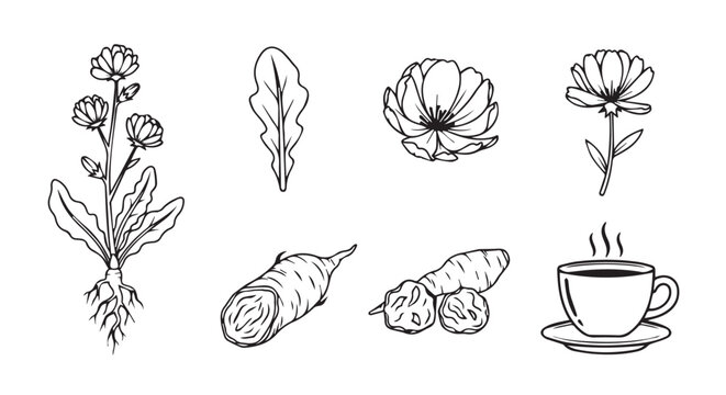 Chicory plant root leaves and coffee drink hand drawn illustrations with cichorium beverage botanical illustration monochrome ingredient alternative infusion caffeine agriculture nutrition