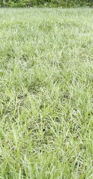 Cute Bunny Scratching in Green Field