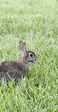 Rabbit Jumping on Grassland Outdoor Scene