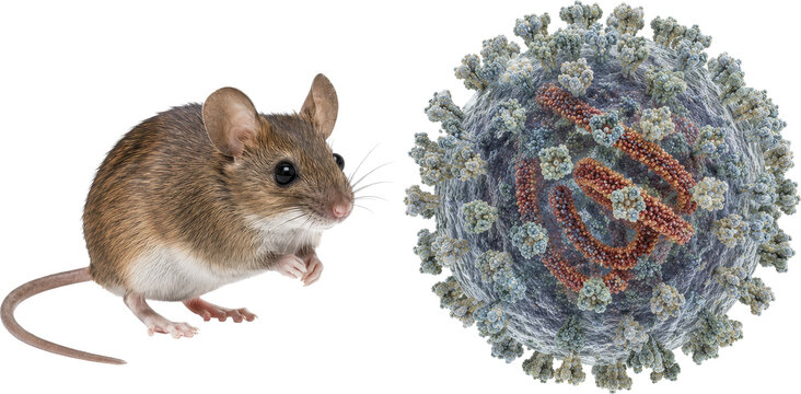 Hantavirus on Transparent Background with Deer Mouse Illustration