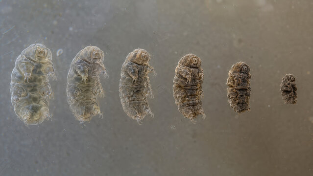 Fascinating microscopic biology sequence depicting resilient tardigrade survival during an extreme transformation from hydrated state into dormant tun state