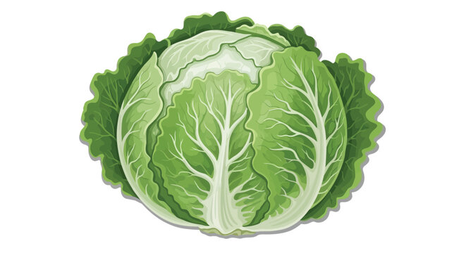 Green cabbage leaves with white veins on transparent background