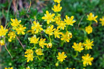 Obraz premium Close-up of vibrant Goldmoss Stonecrop Sedum acre showing bright yellow blooms against lush green foliage, highlighting the plants compact form and delicate textures in.