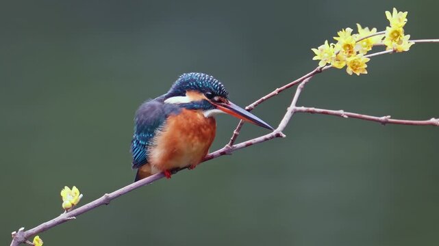 Vibrant Common Kingfisher (Alcedo atthis) perched on a delicate branch adorned with yellow spring flowers, looking for prey against a smooth dark background