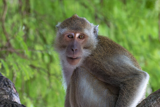 Macaque monkey (Macaca fascicularis) in a tree at Phra Nang Beach, Railay, in Krabi, southern Thailand. Looking wistfully to the side. 
