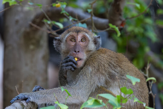 Macaque monkey (Macaca fascicularis) in a tree at Phra Nang Beach, Railay, in Krabi, southern Thailand. Looking wistfully upwards. 
