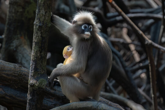 Dusky leaf monkey (Trachypithecus obscurus) with her baby in the mangrove forest on Railay Beach, Railay, Krabi, southern Thailand. Also called Spectacled Langur, it is an endangered species. 
