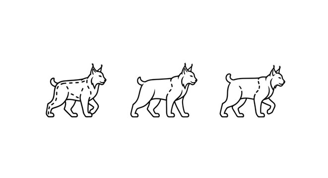 Illustrated Lynx Animals Walking in Three Sequential Poses.