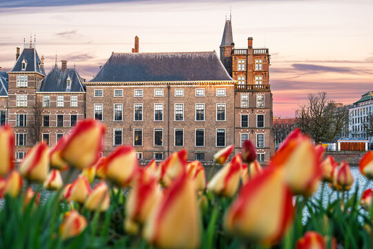 Scenic view of the Binnenhof palace in The Hague, Netherlands, with vibrant tulips in the foreground. The historic building is captured at sunset, showcasing the beauty of spring.