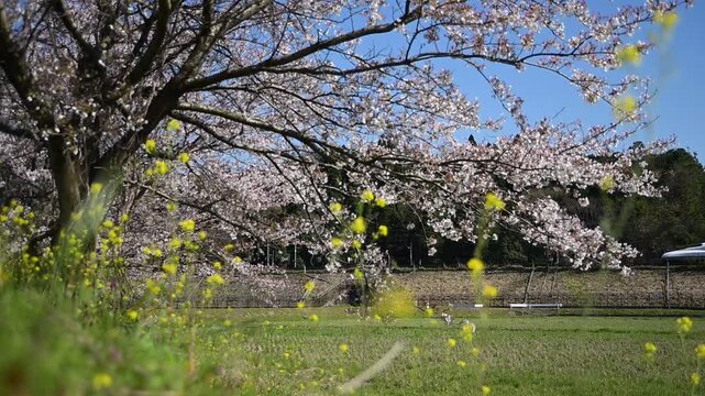桜咲く伊吹山麓を走る東海道新幹線N700A（東海道新幹線 岐阜羽島 - 米原, 2025年4月）