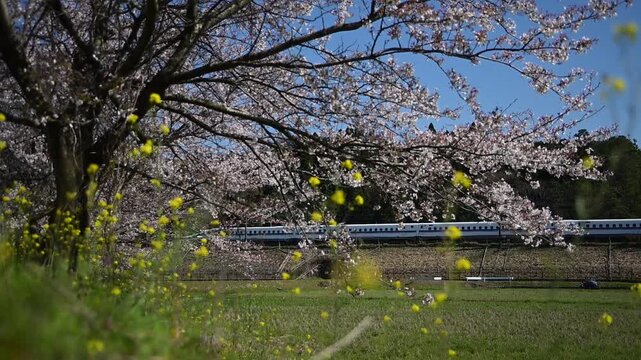 桜咲く伊吹山麓を走る東海道新幹線N700A（東海道新幹線 岐阜羽島 - 米原, 2025年4月）