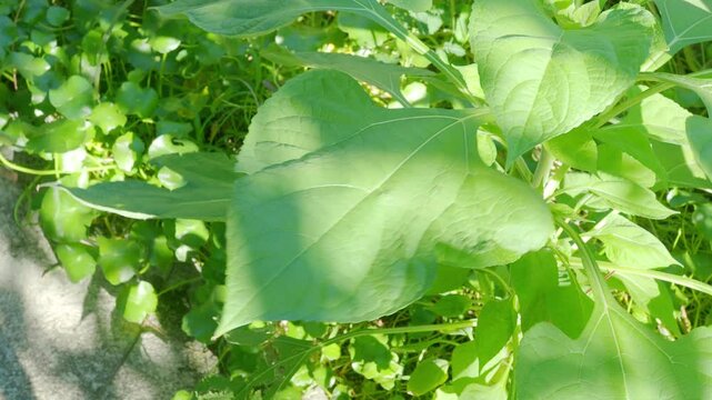 Leaves background, green leaf wind blowing nature forest field growth beauty spring foliage herb summer tropical
