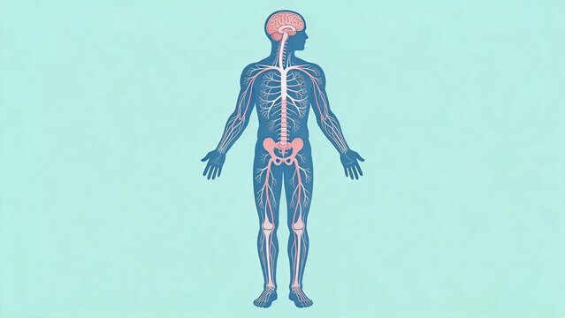 Human body nervous system anatomy illustration showing brain, spinal cord and peripheral nerves network, medical science education diagram on blue background, biological structure