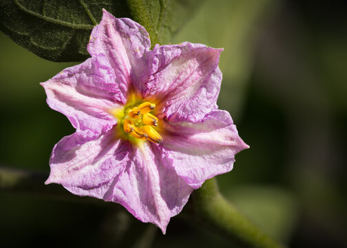 A violet and purple eggplant or aubergine flower with a yellow centre and a star-like shape, is part of the nightshade family and is seen here in a garden on the Gold Coast in Queensland, Australia.