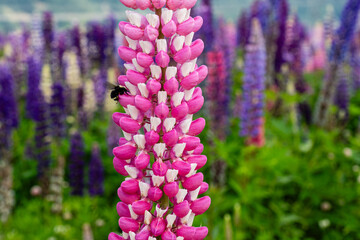 Obraz premium Lupinus polyphyllus in the garden or field Lupinus polyphyllus flowers