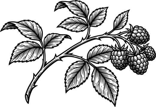 Detailed Raspberry Branch Line Art Vector Illustration with Leaves and Ripe Berry Cluster