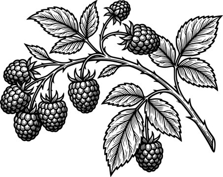 Detailed Raspberry Branch Line Art Vector Illustration with Leaves and Ripe Berry Cluster