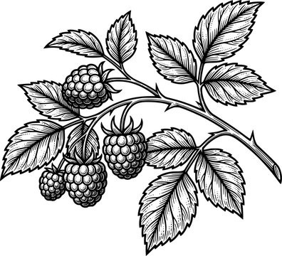 Detailed Raspberry Branch Line Art Vector Illustration with Leaves and Ripe Berry Cluster