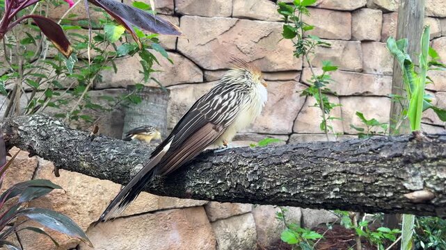 Bird, a guira cuckoo, perched on a rough branch in a leafy aviary. Close-up view shows striped feathers, long tail, crest, tropical plants, and textured stone wall.