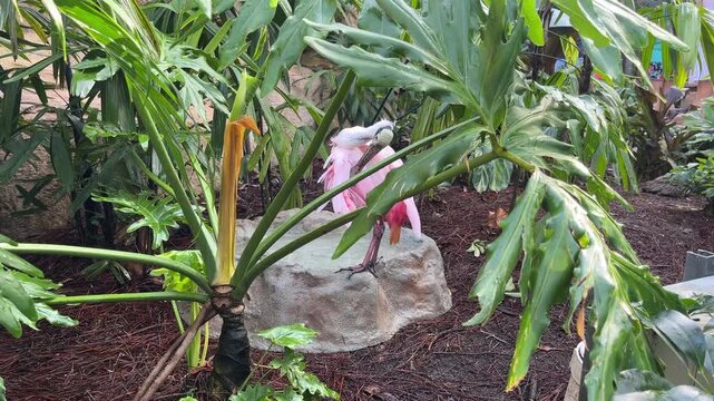 Bird, a roseate spoonbill, standing on a rock among wet tropical leaves in a garden enclosure. Wide view shows pink plumage, spoon-shaped bill, mulch, and lush greenery.
