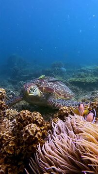 Stunning underwater scene of a Green sea turtle (Chelonia mydas) feeding with remoras attached to it, Clarks anemonefish hiding among swaying snakelocks anemone (Anemonia viridis) in the foreground.