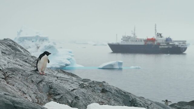 Adelie Penguins Walking Over Rocky Shores With A Maritime Ship In The Background In Antarctica. Static Shot