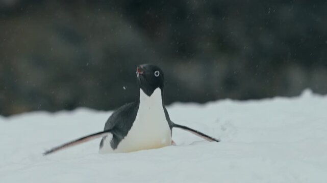 Adelie Penguin Crawl On Its Belly Through The Snowy Plains Of Antarctica. Close-up Shot