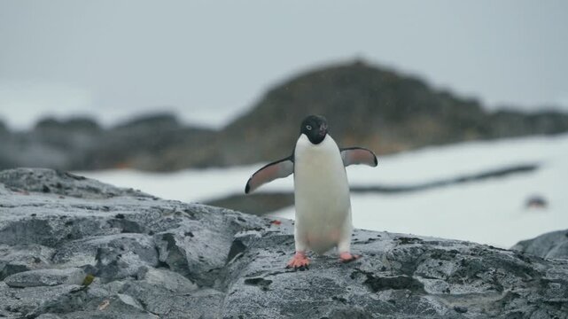 Ad&eacute;lie Penguin (Pygoscelis adeliae) Walking Over The Rocky Coast Of Antarctica. Selective Focus Shot