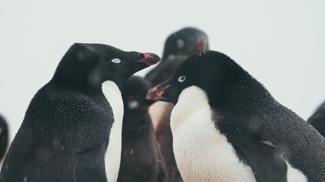 Colony Of Adelie Penguin (Pygoscelis adeliae) During Winter Snowfall In Antarctica. Close-up Shot