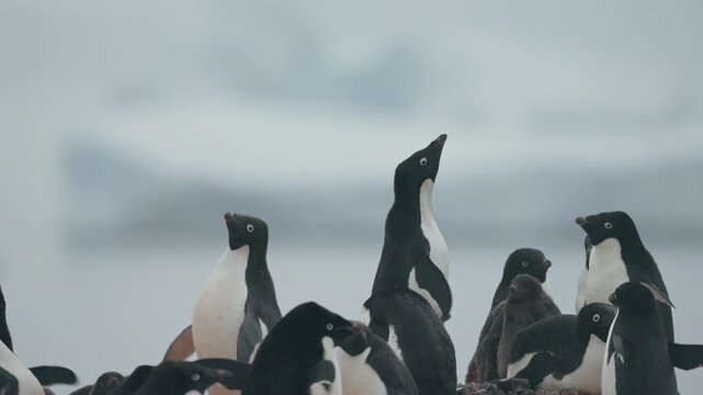 A Group Of Adelie Penguins (Pygoscelis adeliae) On The Rocky Shoreline Of Antarctica. Selective Focus Shot