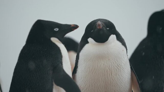 Falling Snow With Adelie Penguin In The Antarctic Peninsula. Close-up Shot