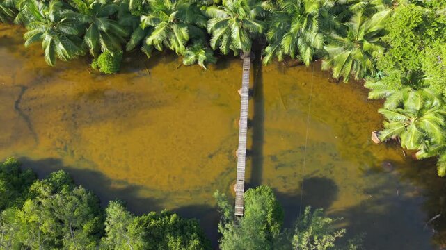 Cinematic aerial tracking shot of a rustic wooden footbridge over a calm tropical river, framed by dense coconut palm trees and vibrant jungle forest in Seychelles. 30fps 002