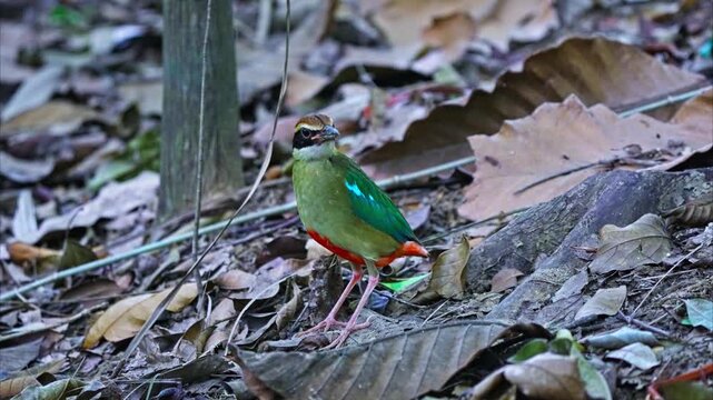 Fairy Pitta (Pitta nympha), Brightly Colored Feather Passerine Bird. Close-up Shot