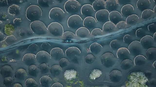 Top down aerial drone shot of the vineyards of La Geria, Lanzarote, with a car driving through volcanic stone vineyard formations