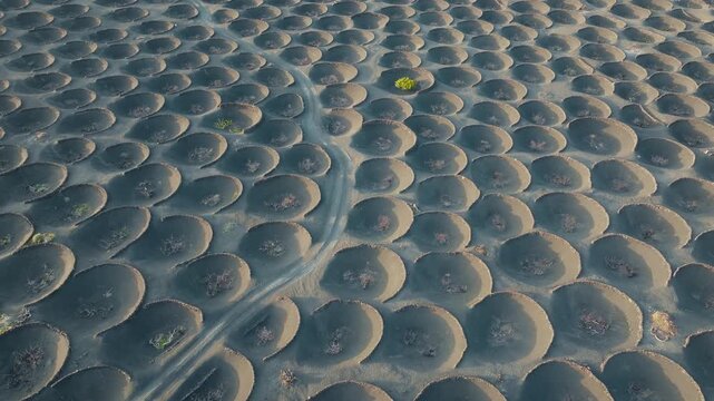 Aerial drone shot looking down over the unique vineyards of La Geria in Lanzarote, Spain, showing volcanic semicircular stone formations and vines in black ash landscape with subtle arc movement