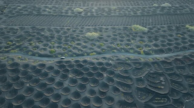 Aerial drone shot of the vineyards of La Geria, Lanzarote, with a car driving through the volcanic landscape and unique stone vineyard formations