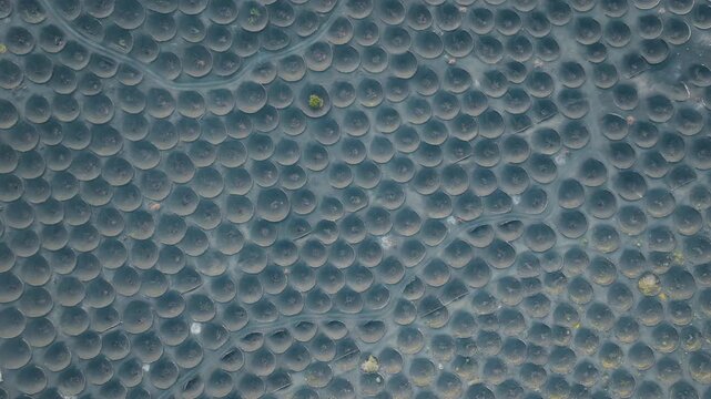 Top down aerial drone shot of the vineyards of La Geria, Lanzarote, higher angle, revealing volcanic stone formations and vines in black ash terrain