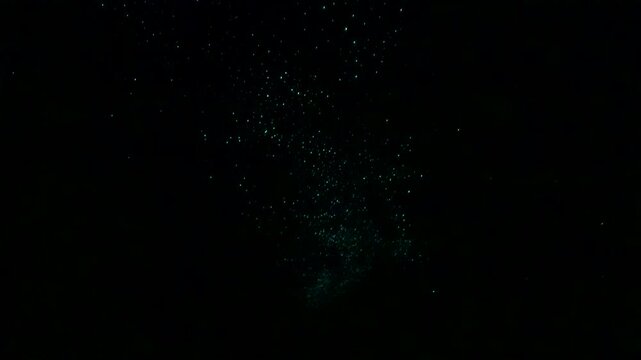 Extreme low light footage of Bioluminescent glowworms glowing across a dark cave ceiling in Waitomo Cave, New Zealand, creating a natural starry effect on a black background