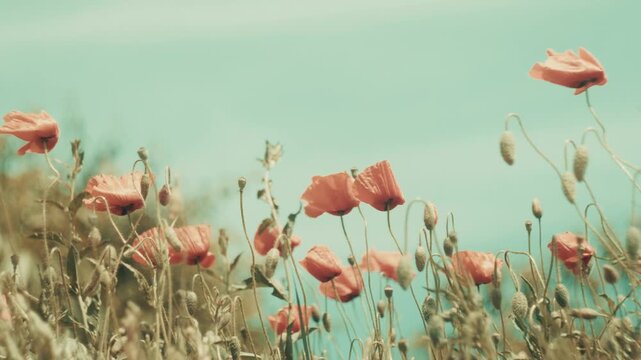 Horizontal low angle shot of red wild flowers swaying in slow motion against a bright blue sky. Dreamy vintage film aesthetic with soft sunlight, perfect for summer nature and wellness