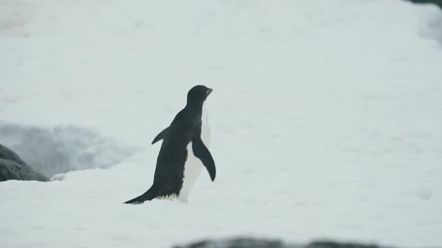 Walking Adelie Penguin Over Snow-covered Coastline Of Antarctica. Tracking Shot