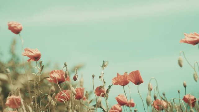 Horizontal low angle shot of red wild flowers swaying in slow motion against a bright blue sky. Dreamy vintage film aesthetic with soft sunlight, perfect for summer nature and wellness
