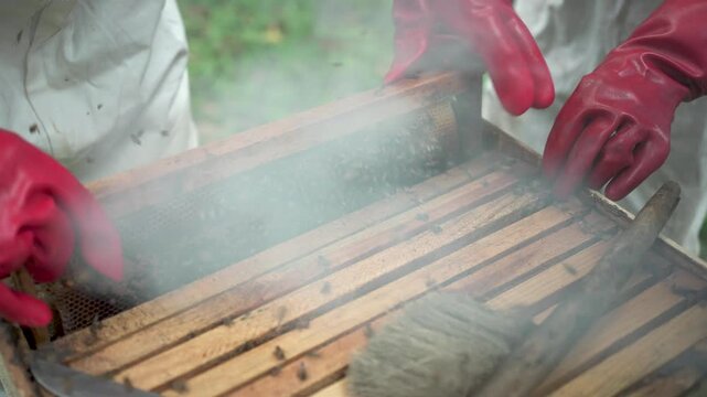 Close-up of gloved hands handling a honeycomb frame teeming with bees. Useful for agricultural education and beekeeping tutorials.