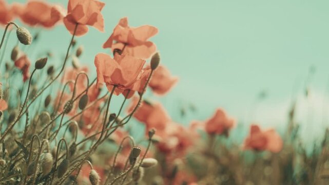 Horizontal low angle shot of red wild flowers swaying in slow motion against a bright blue sky. Dreamy vintage film aesthetic with soft sunlight, perfect for summer nature and wellness