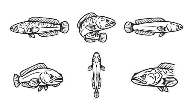 Collection of snakehead fish vector graphic drawings with snakehead predator freshwater wildlife illustration ichthyology underwater collection creature swimming decorative artistic