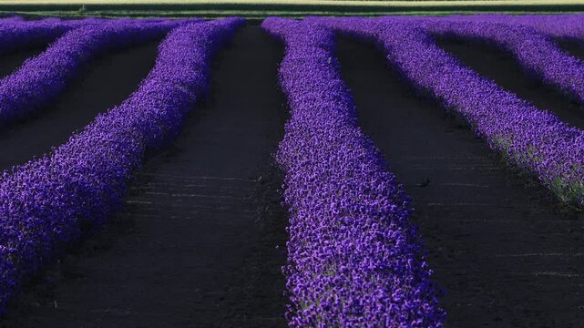 Rows of blooming lavender fields extend into the distance beneath soft evening light in Hokkaido, Japan. The repeating purple patterns and calm atmosphere create a relaxing and scenic summer landscape
