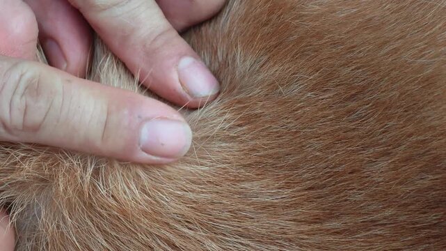 Ticks are attached to a dog's fur.