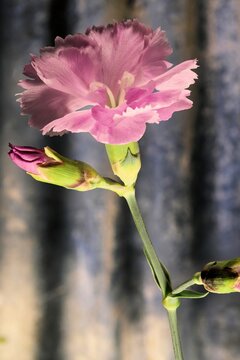 Close-up of isolated Pink (Dianthus) flower and buds
